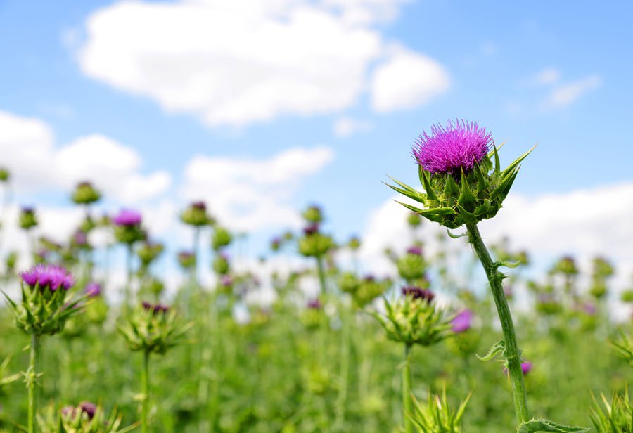 Milk Thistle Detox for Heavy Metals, Chemotherapy, and Radiation Well Org