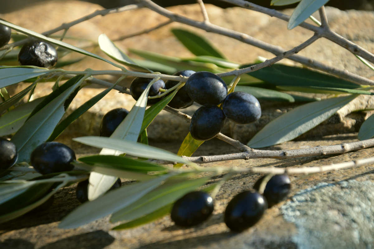 black olives on branch