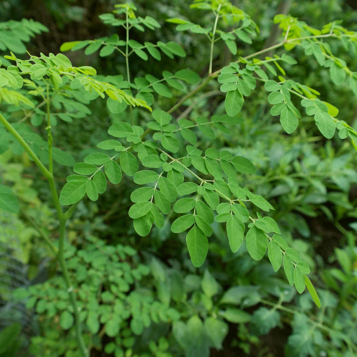 close up of leaves of Moringa tree | The Battle Of The Greens: Moringa vs. Matcha | matcha and moringa tea | super greens