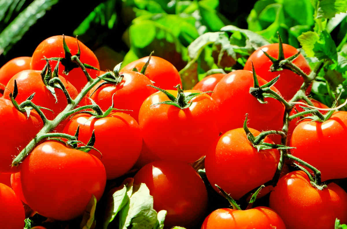 Red Tomatoes | Foods To Exclude From Your Gut Health Diet