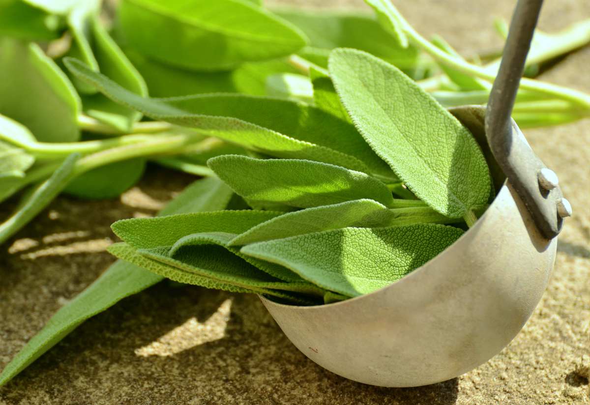 photo of sage herbs, an herb for energy and vitality