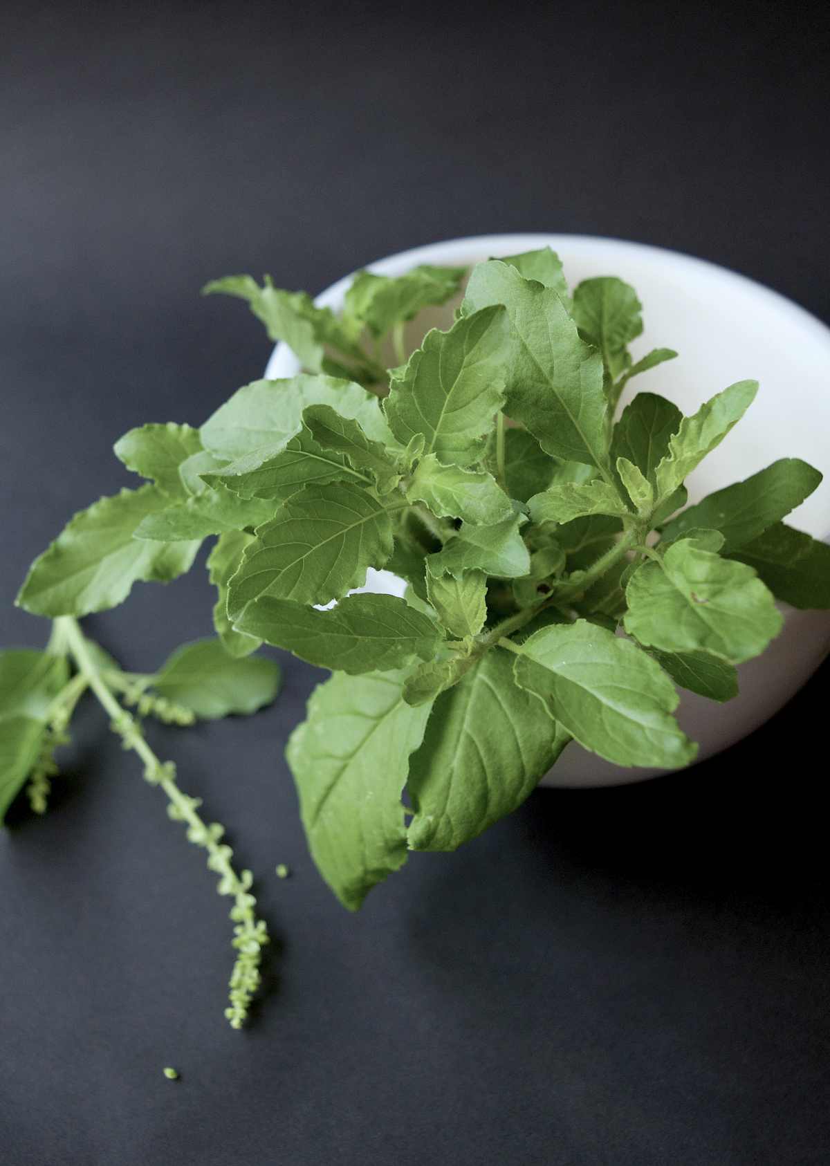tulsi herbs | Best Herbs For Memory And Concentration | herbs for memory and focus