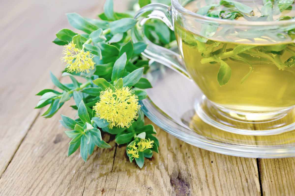 flowers rhodiola tea | Herbs For A Stress Free Life | herbs for anxiety and stress