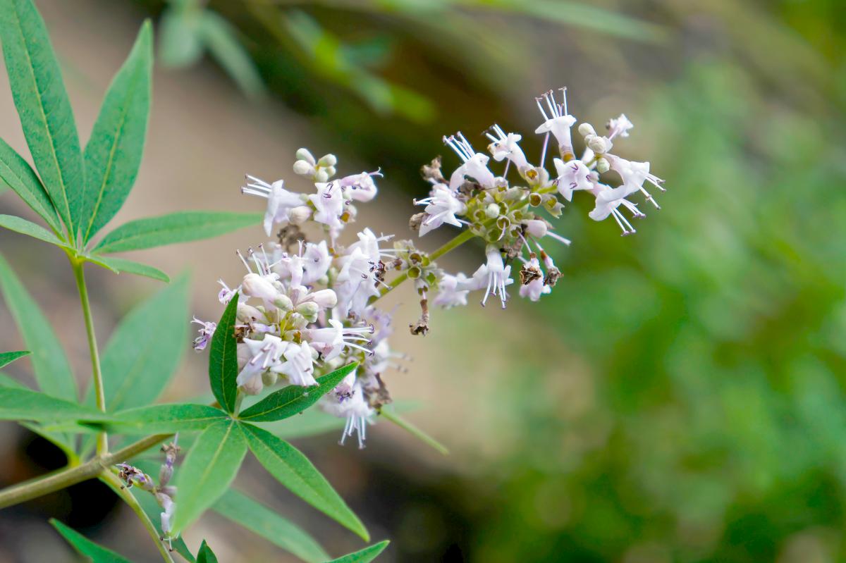 chasteberry flowers | Herbs For A Stress Free Life | herbs for stress and anxiety